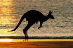 kangeroo-pictures_0.jpg